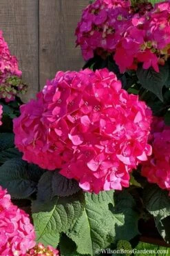 Summer Crush Endless Summer Hydrangea - 6 Gallon Pot (COPY)