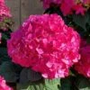 Summer Crush Endless Summer Hydrangea - 6 Gallon Pot -SHRUBS and BUSHES Shop Hydrangea Summer Crush Endless Summer 8 3