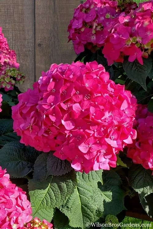 Summer Crush Endless Summer Hydrangea - 1 Gallon Pot 3 Summer Crush Endless Summer Hydrangea - 1 Gallon Pot