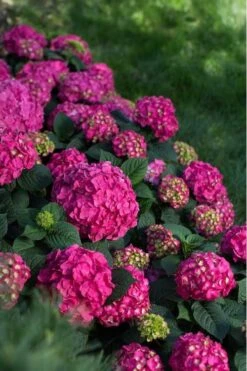 Summer Crush Endless Summer Hydrangea - 2 Gallon Pot -SHRUBS and BUSHES Shop Hydrangea Summer Crush Endless Summer 9 2