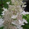 Tardiva Hydrangea - 3 Gallon Pot -SHRUBS and BUSHES Shop Hydrangea Tardiva 12