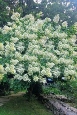 Tardiva Hydrangea - 3 Gallon Pot 10 Tardiva Hydrangea - 3 Gallon Pot -SHRUBS and BUSHES Shop Hydrangea Tardiva 16