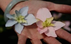 Tuff Stuff Ah-Ha Mountain Hydrangea - 3 Gallon Pot 12 Tuff Stuff Ah-Ha Mountain Hydrangea - 3 Gallon Pot -SHRUBS and BUSHES Shop Hydrangea Tuff Stuff 3