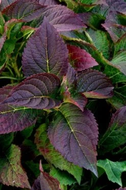 Tuff Stuff Ah-Ha Mountain Hydrangea - 3 Gallon Pot 13 Tuff Stuff Ah-Ha Mountain Hydrangea - 3 Gallon Pot -SHRUBS and BUSHES Shop Hydrangea Tuff Stuff 4