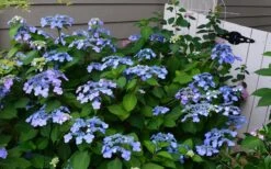 Twist-N-Shout Endless Summer Hydrangea - 1 Gallon Pot -SHRUBS and BUSHES Shop Hydrangea Twist N Shout Blue Flowers 3 1