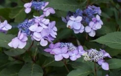 Twist-N-Shout Endless Summer Hydrangea - 1 Gallon Pot -SHRUBS and BUSHES Shop Hydrangea Twist N Shout Lavender Flowers 2 1