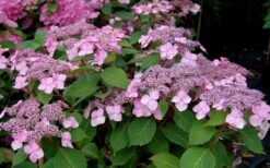 Twist-N-Shout Endless Summer Hydrangea - 3 Gallon Pot -SHRUBS and BUSHES Shop Hydrangea Twist N Shout Pink Flowers 2