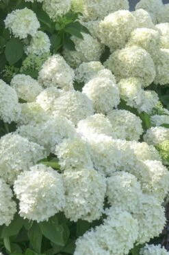 White Wedding Hydrangea - 2 Gallon Pot -SHRUBS and BUSHES Shop Hydrangea White Wedding 5 x750