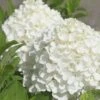 White Wedding Hydrangea - 2 Gallon Pot -SHRUBS and BUSHES Shop Hydrangea White Wedding Closeup 5 x750