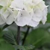 Zebra Hydrangea - 3 Gallon Pot -SHRUBS and BUSHES Shop Hydrangea Zebra 500x750 1