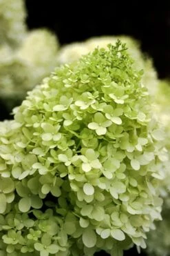 Limelight PeeGee Hydrangea - 3 Gallon Pot -SHRUBS and BUSHES Shop Hydrangea limelightf BS