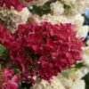 Diamond Rouge Hydrangea - 3 Gallon Pot -SHRUBS and BUSHES Shop Hydrangia Diamond Rouge 3