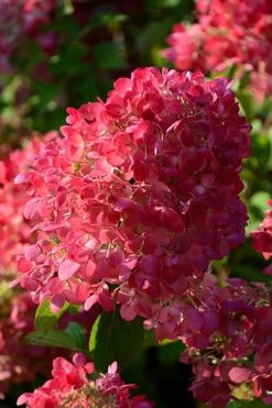 Diamond Rouge Hydrangea - 3 Gallon Pot -SHRUBS and BUSHES Shop Hydrangia Diamond Rouge 5