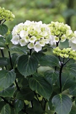 Zebra Hydrangea - 3 Gallon Pot -SHRUBS and BUSHES Shop Hydrangrea Zebra 11