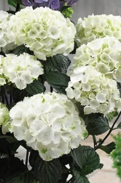 Zebra Hydrangea - 3 Gallon Pot -SHRUBS and BUSHES Shop Hydrangrea Zebra 12