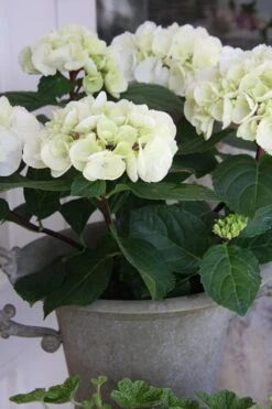 Zebra Hydrangea - 3 Gallon Pot -SHRUBS and BUSHES Shop Hydrangrea Zebra 14