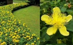 Creeping St Johns Wort - Hypericum Calycinum - 18 Pack Of Pint Pots -SHRUBS and BUSHES Shop Hypericum Calycinum 2