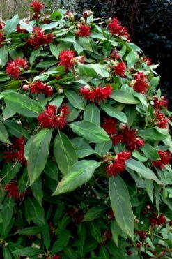 Miss Scarlett Florida Anise - Illicium Floridanum - 2 Gallon Pot -SHRUBS and BUSHES Shop Illicium floridanum miss scarlet anise 102 1