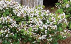 Spring Sonata Indian Hawthorne - 2 Gallon Pot -SHRUBS and BUSHES Shop Indian Hawthorne Spring Sonata 1