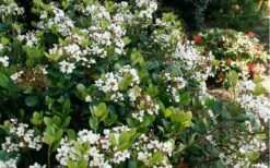 Spring Sonata Indian Hawthorne - 2 Gallon Pot -SHRUBS and BUSHES Shop Indian Hawthorne Spring Sonata 2 1