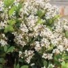 Spring Sonata Indian Hawthorne - 3 Gallon Pot -SHRUBS and BUSHES Shop Indian Hawthorne Spring Sonata 500x750 1
