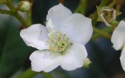 Spring Sonata Indian Hawthorne - 2 Gallon Pot -SHRUBS and BUSHES Shop Indian Hawthorne Spring Sonata Flower Closeup 1