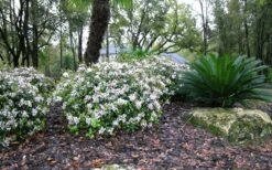 Spring Sonata Indian Hawthorne - 2 Gallon Pot -SHRUBS and BUSHES Shop Indian Hawthorne Spring Sonata grouping 1