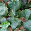 Algerian Ivy - Hedera Helix - 6 Pack Of Pint Pots -SHRUBS and BUSHES Shop Ivy Algerian 500x750 1