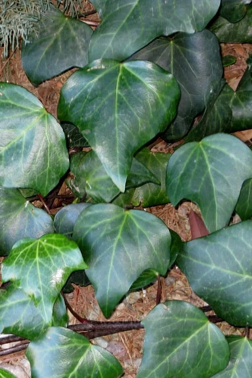 Algerian Ivy - Hedera Helix - 10 Count Flat Of Pint Pots 3 Algerian Ivy - Hedera Helix - 10 Count Flat Of Pint Pots