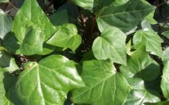 Algerian Ivy - Hedera Helix - 6 Pack Of Pint Pots -SHRUBS and BUSHES Shop Ivy Algerian Closeup