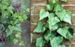 Algerian Ivy - Hedera Helix - 6 Pack Of Pint Pots -SHRUBS and BUSHES Shop Ivy Algerian Combo