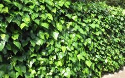 Algerian Ivy - Hedera Helix - 6 Pack Of Pint Pots -SHRUBS and BUSHES Shop Ivy Algerian Landscape
