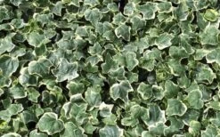 Anne Marie White Variegated Ivy (Hedera Helix) - 10 Count Flat Of Pint Pots -SHRUBS and BUSHES Shop Ivy Anne Marie 2