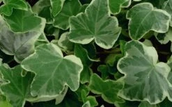 Anne Marie White Variegated Ivy (Hedera Helix) - 6 Pack Of 2.5" Pots -SHRUBS and BUSHES Shop Ivy Anne Marie 50 1