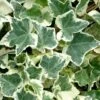 Anne Marie White Variegated Ivy (Hedera Helix) - 10 Count Flat Of Pint Pots -SHRUBS and BUSHES Shop Ivy Anne Marie 500x750 3