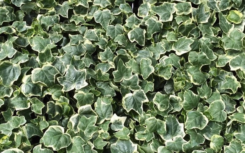 Anne Marie White Variegated Ivy (Hedera Helix) - 5 Pack Of Pint Pots 7 Anne Marie White Variegated Ivy (Hedera Helix) - 5 Pack Of Pint Pots - Image 5