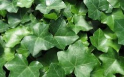 English Ivy (Hedera Helix) - 72 Pack Of 3.5" Pots -SHRUBS and BUSHES Shop Ivy English 1