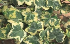 Golden Ingot Ivy - Hedera Helix - 3 Pack Of Pint Pots -SHRUBS and BUSHES Shop Ivy Golden Ingot