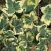 Golden Ingot Ivy - Hedera Helix - 3 Pack Of Pint Pots -SHRUBS and BUSHES Shop Ivy Golden Ingot 500x750 1