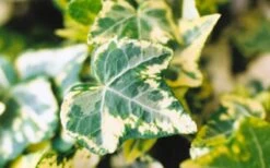 Golden Ingot Ivy - Hedera Helix - 3 Pack Of Pint Pots -SHRUBS and BUSHES Shop Ivy Golden Ingot Closeup