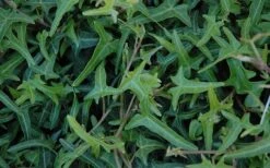 Needlepoint Ivy (Hedera Helix) - 10 Pack Of 4" Pots 10 Needlepoint Ivy (Hedera Helix) - 10 Pack Of 4" Pots -SHRUBS and BUSHES Shop Ivy Needlepoint 50