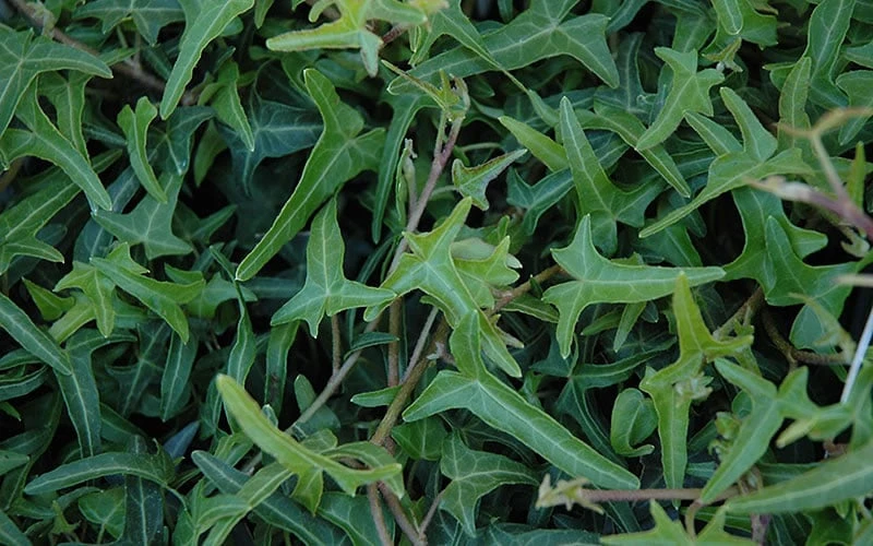 Needlepoint Ivy (Hedera Helix) - 10 Pack Of 4" Pots 6 Needlepoint Ivy (Hedera Helix) - 10 Pack Of 4" Pots - Image 4