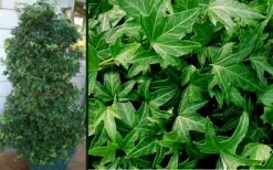 Needlepoint Ivy (Hedera Helix) - 10 Pack Of 4" Pots 11 Needlepoint Ivy (Hedera Helix) - 10 Pack Of 4" Pots -SHRUBS and BUSHES Shop Ivy Needlepoint Combo