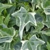 Variegated Needlepoint Ivy (Hedera Helix) - 10 Pack Of Pint Pots 1 Variegated Needlepoint Ivy (Hedera Helix) - 10 Pack Of Pint Pots -SHRUBS and BUSHES Shop Ivy Variegated Needlepoint
