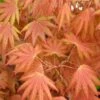 Autumn Moon Japanese Maple - 3 Gallon Pot (2.5 To 3.5') -SHRUBS and BUSHES Shop Japanese Maple Autumn Moon 2