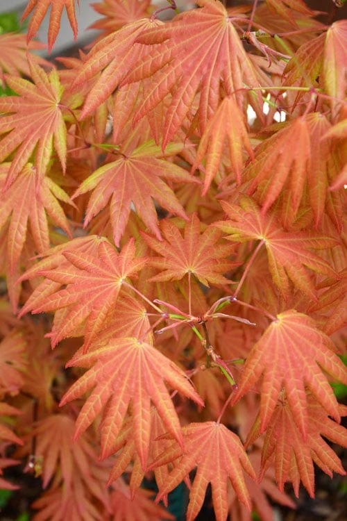 Autumn Moon Japanese Maple - 3 Gallon Pot (2.5 To 3.5') 3 Autumn Moon Japanese Maple - 3 Gallon Pot (2.5 To 3.5')