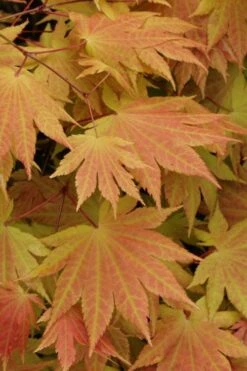 Autumn Moon Japanese Maple - 3 Gallon Pot (2.5 To 3.5') 12 Autumn Moon Japanese Maple - 3 Gallon Pot (2.5 To 3.5') -SHRUBS and BUSHES Shop Japanese Maple Autumn Moon 3