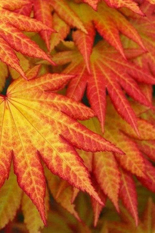 Autumn Moon Japanese Maple - 3 Gallon Pot (2.5 To 3.5') 7 Autumn Moon Japanese Maple - 3 Gallon Pot (2.5 To 3.5') - Image 5