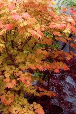 Autumn Moon Japanese Maple - 3 Gallon Pot (2.5 To 3.5') 15 Autumn Moon Japanese Maple - 3 Gallon Pot (2.5 To 3.5') -SHRUBS and BUSHES Shop Japanese Maple Autumn Moon 7