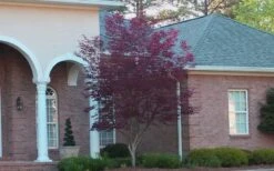 Bloodgood Red Leaf Japanese Maple - 1 Gallon Pot 18 Bloodgood Red Leaf Japanese Maple - 1 Gallon Pot -SHRUBS and BUSHES Shop Japanese Maple Bloodgood 2